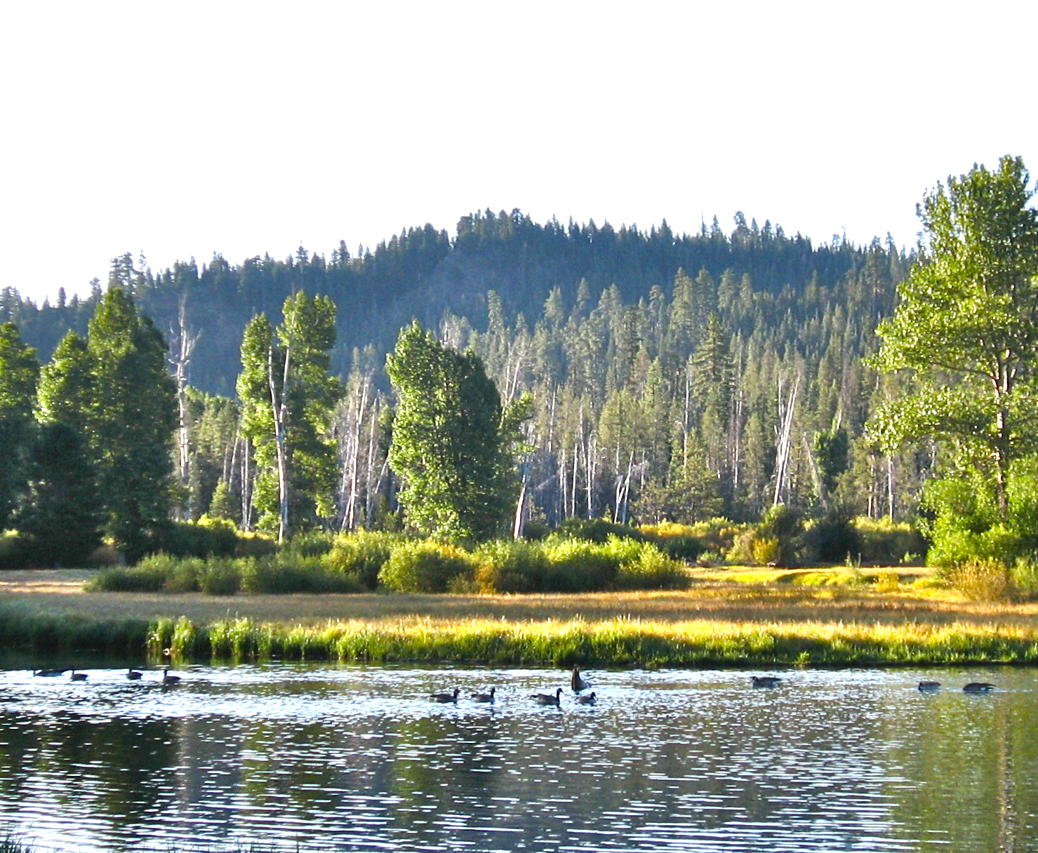 Waterbody in the Sierra Nevada